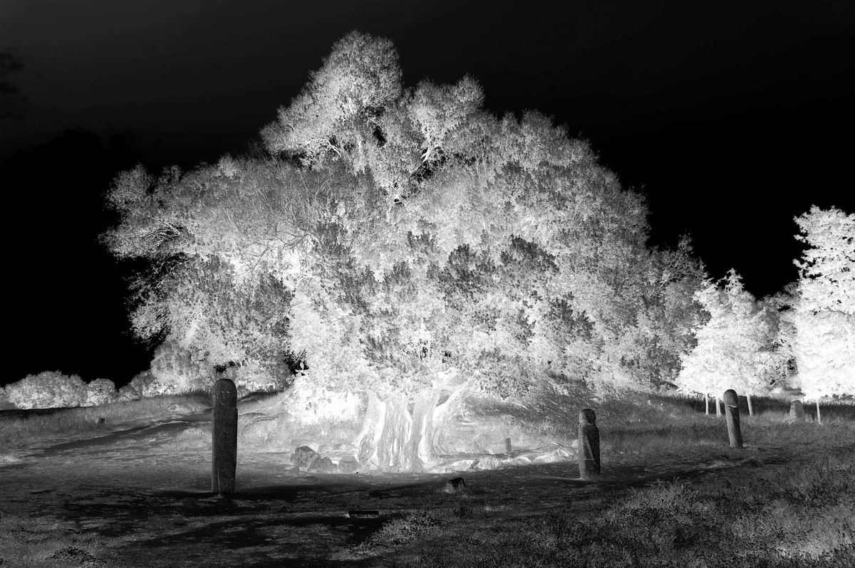 Mystisch von Lothar Hildebrandt - Galerie - heise Foto