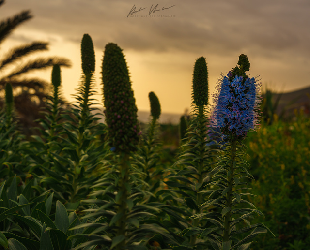 Madeira