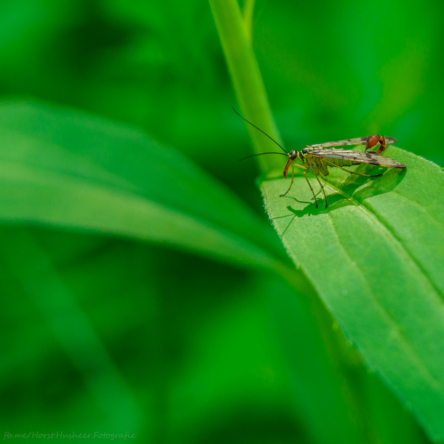 Insekten und Co.