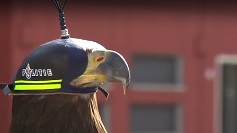 Gefiederte Drohnenabwehr: Greifvögel bei der niederländischen Polizei im  Einsatz | heise online