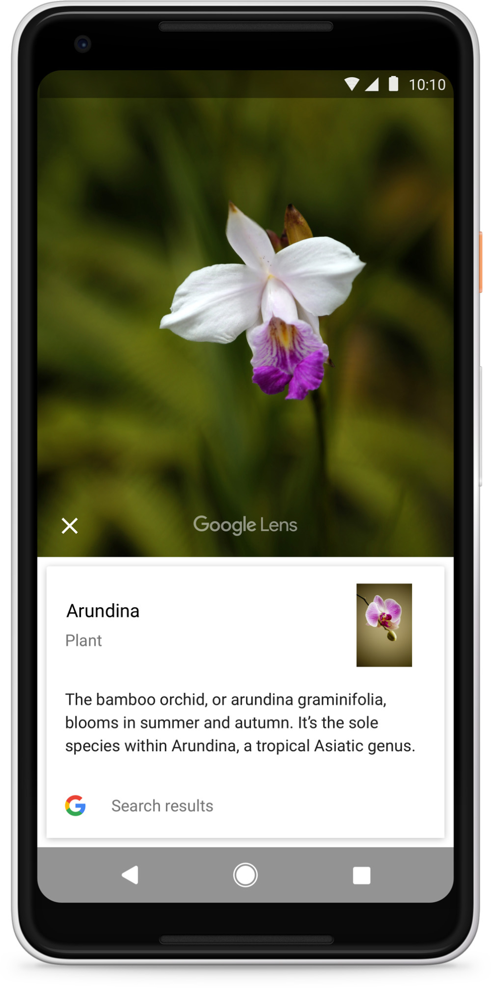 Demnächst für Android und iOS: Googles Bildanalyse Lens erkennt Pflanzen,  Tiere und mehr | heise online