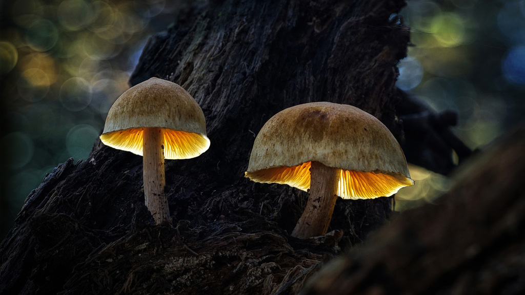 Märchenhafte Pilze | c't Fotografie | Heise Magazine